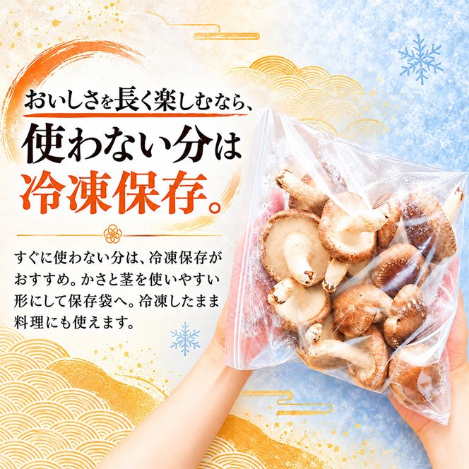 訳あり 椎茸 北海道 厚岸町 上尾幌 朝どれ 菌床 しいたけ 「極茸