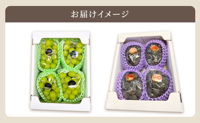 2回定期便 贈答用 シャインマスカット約2kg(3-4房)×ニューピオーネ約2kg(3-4房) 岡山県高梁市産 うめづぶどう園 化粧箱入り 葡萄 ブドウ 大粒  配送不可：北海道、沖縄、離島