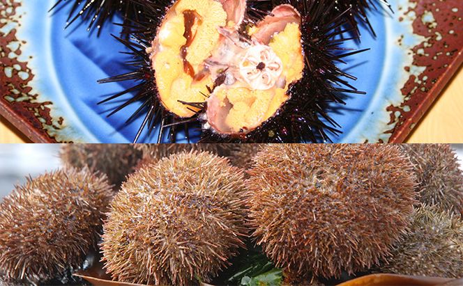 蒸しうに缶詰10缶セット（蝦夷ばふんうに・北むらさきうに各5缶） ウニ 雲丹 うに うに缶 北海道 魚貝類 加工食品 