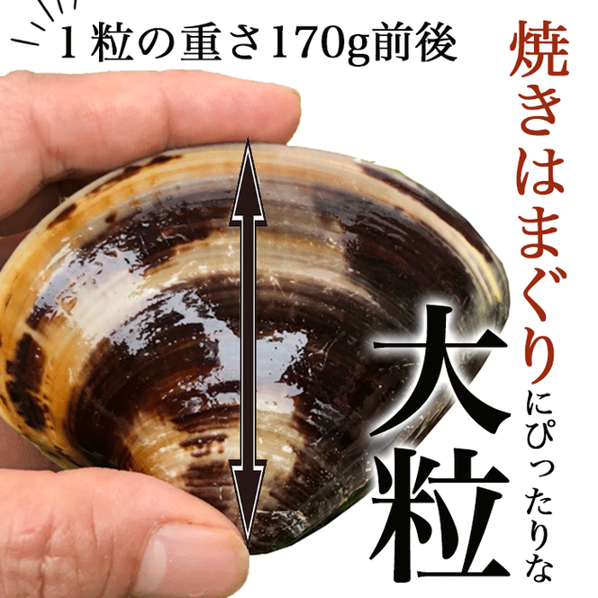 岬だよりの＜個包装＞大粒!天然はまぐり(特特大サイズ)170g前後×5個入り
