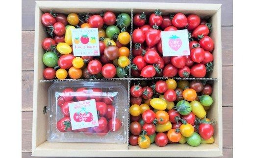 個数限定 長田農園 旬 スペシャル 定期便 毎月発送 12回 トマト ミニトマト トマトジュース 野菜ソムリエサミット 金賞 さくらんぼトマト トマトベリー 国産 野菜 詰め合わせ とうもろこし シャインマスカット にんじん 新たまねぎ 愛知県 碧南市 送料無料 H004-168