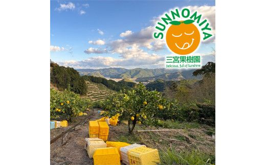 【先行予約】三宮果樹園の土佐文旦 訳あり 10kg〈2027年2月14日～2027年3月15日発送〉ぶんたん ブンタン 10キロ 20玉前後 フルーツ 柑橘 みかん 果物 くだもの 柑橘類 デザート ご自宅用 ご家庭用 自分用 お取り寄せ 高知県 土佐市【三宮果樹園】[BQAP004]