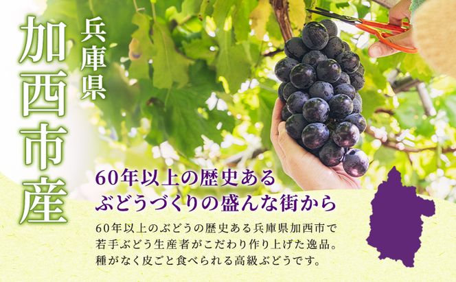 【令和8年産】ブラックビート 2～3房 セット  ぶどう 種無し 皮ごと 兵庫県産 大粒 農家直送 果物 果物類 フルーツ デザート ブドウ 詰め合わせ 甘い 粒 糖度 巨峰