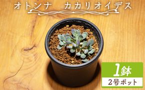塊根植物 カカリオイデス オトンナ - 植物 オトンナ属 インテリア ナチュラル 自然 グリーン 観葉植物 おしゃれ 癒し かわいい 多肉植物 塊根植物 サキュレントフィールド Succulent field 高知県 香南市 常温 cc-0010