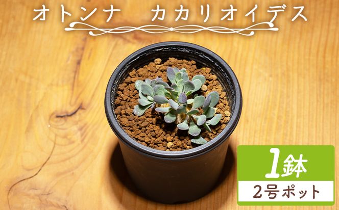 塊根植物 カカリオイデス オトンナ - 植物 オトンナ属 インテリア ナチュラル 自然 グリーン 観葉植物 おしゃれ 癒し かわいい 多肉植物 塊根植物 サキュレントフィールド Succulent field 高知県 香南市 常温 cc-0010