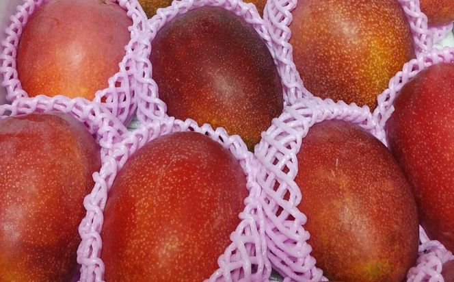 【2027年発送】大宜味村産 アーウィン種マンゴー　家庭用3kg以上（青ぎりシークワーサー500ｇ付き）
