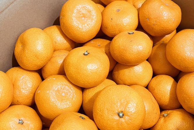 【産直・秀品】和歌山下津みかん約5kg（SサイズまたはMサイズのいずれかをお届け）