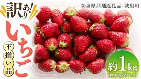 【訳あり】いちご 1kg 【1月から発送開始】（茨城県共通返礼品 [いちご]：城里町産） いちご 苺 イチゴ 訳あり [BI368-NT]