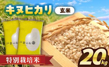 ＼11月～選べる配送月／特別栽培米　キヌヒカリ　玄米　20kg　お米　ご飯　愛西市／株式会社戸倉トラクター[AECS048]