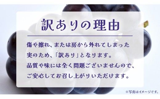 【 訳あり 】 巨峰 3kg 【2026年9月発送開始】(茨城県共通返礼品：大子町) ぶどう 葡萄 ブドウ フルーツ 果物 スイーツ わけあり ワケあり ご自宅用 ご家庭用 自分用