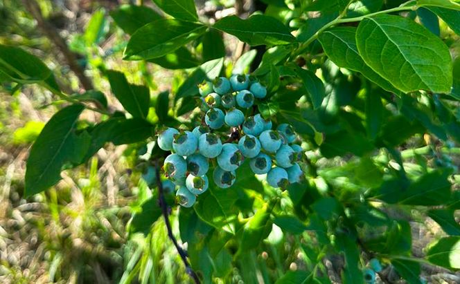 北海道仁木町産 ミニトマト100％ジュース1000ml×6本・自然栽培ブルーベリージャム120g×2本セット 栽培期間中 除草剤・化学農薬・化学肥料不使用 野菜ジュース 果汁飲料 野菜飲料 [iori farm hokkaido]