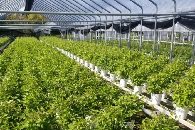 【先行予約】【長谷川園芸】クレマチス６寸２色咲き〔北浜×ドクターラッペル〕１鉢 【母の日 ギフト プレゼント 贈答 花のある生活】(AT214)