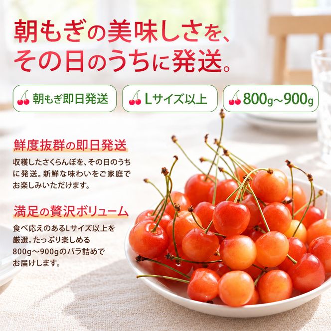 2027年発送 北海道 仁木町産 さくらんぼ (Lサイズ以上) 800g～900g 佐藤錦 又は 紅秀峰 サクランボ チェリー フルーツ 果物 [くだものの笠井園]