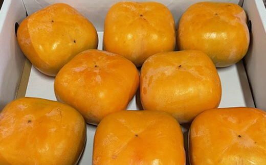 【先行予約】 大玉サイズ 平たねなし柿 「クイーンパーシモン」 約4kg 10玉～12玉おまかせ 和歌山県産｜かき フルーツ 柿 果物 くだもの 和歌山県産