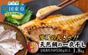 驚愕の大きさ！訳あり天然鯛の一夜干し1.8kg_1554R
