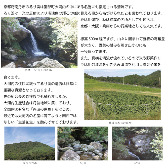 枝豆 京都 2027年 先行予約 丹波の枝付き黒枝豆 るり渓 大河内生産組合発 丹波 野菜 国産 生 黒枝豆 おつまみ えだまめ エダマメ 先行 ※北海道・沖縄・離島への発送不可 