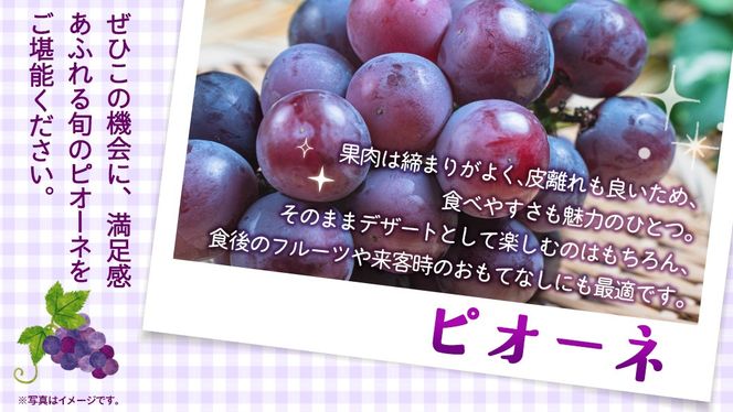 ＼選べる内容量・定期便／ ピオーネ 約1.3kg ～ 5kg （約2房～12房）　単品（1回）・定期便（3か月連続）【2026年8月より発送開始】（茨城県共通返礼品 [ぶどう]：結城市産） ぶどう ブドウ 葡萄 ピオーネ高級 国産 黒ぶどう 旬 お取り寄せ フルーツ 希少品種 デザート