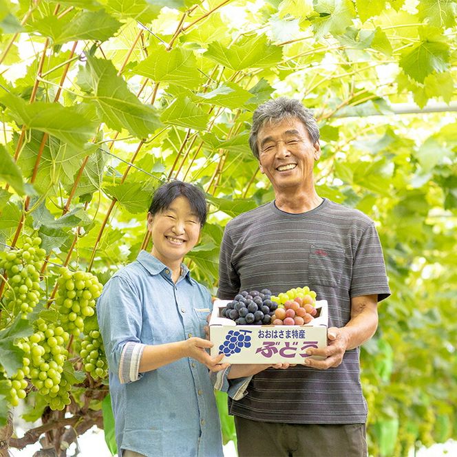 種なしぶどう おまかせミックス 《３品種詰合せ》（約3～5房）【681】