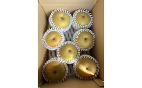 【2026年度先行予約】数量限定　鳥取県産　新甘泉 ギフト用　秀品 3kg(約6〜9玉)【8月20日以降発送】 313726_DE003