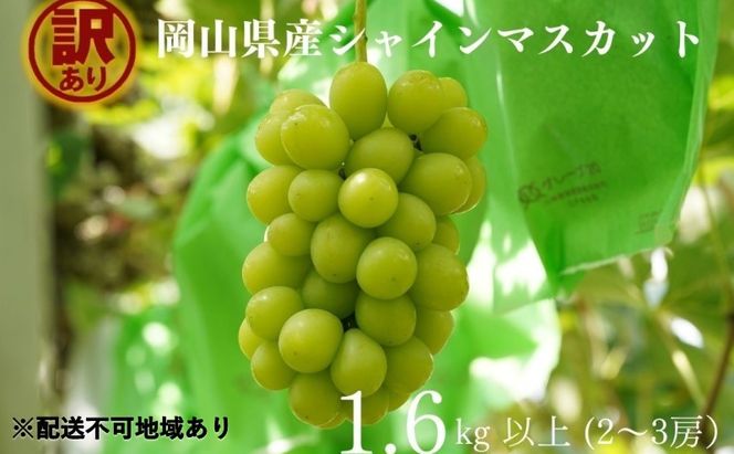 訳あり シャインマスカット 2～3房 合計1.6kg以上 産地直送 朝採れ ぶどう 葡萄 シャイン マスカット 岡山 Kawahara Green Farm 2026年