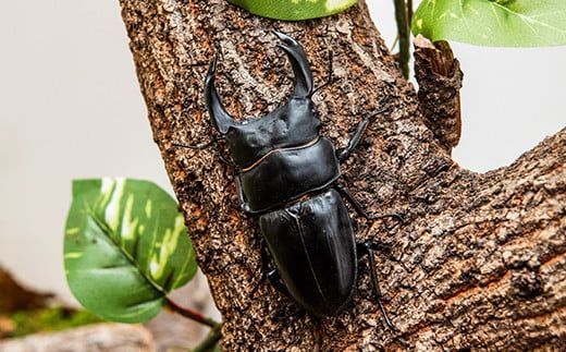 【1セット限定！】完璧育成！「オオクワガタ」 E-256