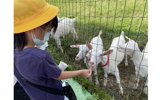 【体験型返礼品】生命の尊重を学ぶ動物介在教育（来場/1時間/10名程度）（愛知ヤギ農場）