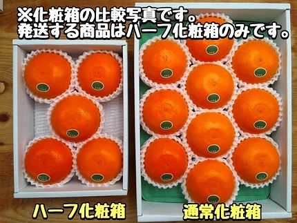 ハーフ 化粧箱 柑橘の大トロ ハウス せとか 厳選 5玉入 南泰園  BS150