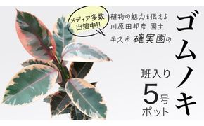 ゴムノキ 斑入り 5号ポット 1点 家庭 で 園芸 鉢植え 苗 庭木 果樹 ガーデニング 植物 確実園 観葉植物 インテリア 植木鉢 [BG015us]