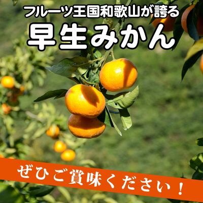 EA6035n_【2026年先行予約】（訳あり 家庭用）濃厚な味わいのこだわり 有田みかん 7kg (早生みかん・大小混合)