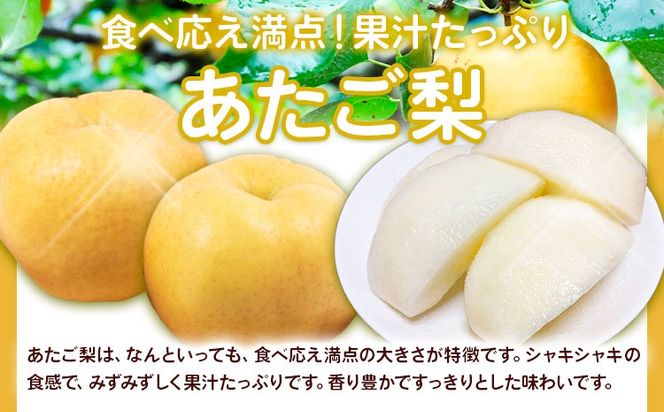 【2026年先行予約】あたご梨 選べる内容量 約1.7kg (2玉) 約4kg (3-6玉) 化粧箱入り 株式会社山博《11月下旬-12月下旬頃出荷》岡山県 笠岡市 なし 梨 ナシ 愛宕梨 果物 大玉 岡山県産 国産 送料無料【配送不可地域あり】---Y-37a---