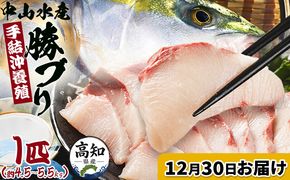 ブリ【12月30日お届け】中山水産 手結沖養殖「勝ブリ」 1匹(4.5kg～5.5kg) - 一尾まるごと 魚 ぶり 鰤 寒ブリ 海鮮 鮮魚 魚介類 ギフト 贈答 お祝い 御祝 刺身 煮物 焼き魚 照り焼き ぶりしゃぶ 一尾 たたき 1本 キロ 産地直送 buri 高知県 香南市 冷蔵 ny-0021