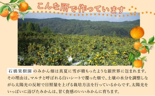 【期間限定】 ＜選べる種類と内容量＞さがみかん （5代目みかん or 蔵入りみかん) (4.5kg or 9.5kg）【温州みかん 甘い 濃厚 ジューシー コク 完熟 熟成みかん 蔵出し 蔵入り 柑橘 密柑 ギフト 果物 フルーツ 佐賀県産 佐賀県 大和 太良 石橋果樹園 人気】