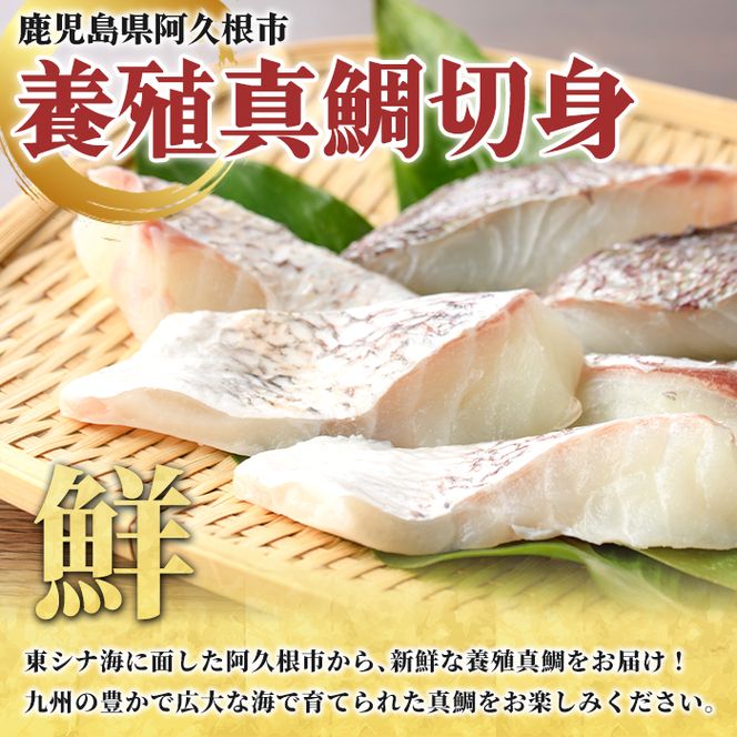 養殖真鯛切身(約2kg) 鹿児島県 阿久根市 たい タイ 真鯛 魚貝 魚介 海産物 切身 切り身 煮物 煮つけ 焼き魚 おかず おつまみ 小分け 【さるがく水産】akn028-47