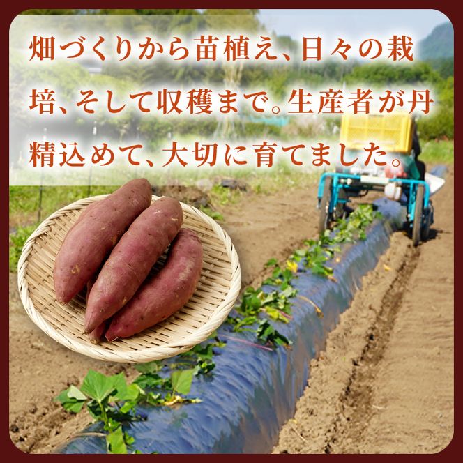 【先行予約】熟成さつまいも 栗かぐや 5kg【10月中旬より順次発送予定】｜茨城県 大子町 サツマイモ 芋 甘い ホクホク 野菜 数量限定 秋 旬 産地直送（CH004）