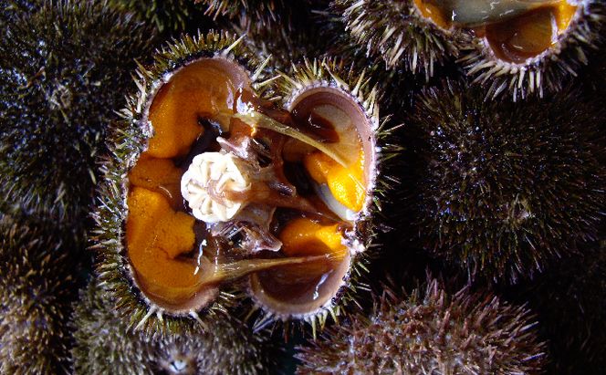 北海道 礼文島産 新鮮生うに エゾバフンウニ 80g×2パック［野崎水産］【 うに ウニ 雲丹 生うに バフンウニ 素材本来の味 海鮮 うに丼 甘み 産地直送 】