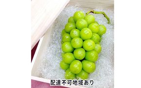 ぶどう 2026年 先行予約 シャイン マスカット 桐箱 1房入り 800g以上 ブドウ 葡萄  岡山県産 国産 フルーツ 果物 ギフト 内藤ぶどう園 果物類 シャインマスカット