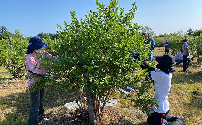 先行受付 【有機JAS認証】北海道仁木町産オーガニック冷凍ブルーベリー 500g×4パック 計2.0kg 果物 フルーツ 冷凍フルーツ 有機栽培 樹上完熟 手摘み トッピング  [株式会社 自然農園]