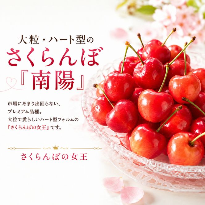 2027年発送 北海道 仁木町産 さくらんぼ 南陽 600g(300g×2パック)　Lサイズ以上 旬 桜桃 産地直送 サクランボ チェリー フルーツ 果物 果物類  仁木町 仁木 [松山商店]