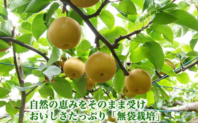 【射水のおいしい果実】【梨】直売所直送　野開梨園の“呉羽梨”　幸水5kg（14～16個／箱）※2026年8月～発送