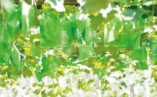 訳あり シャインマスカット 2房 合計1.1kg以上 産地直送 朝採れ ぶどう 葡萄 シャイン マスカット 岡山 Kawahara Green Farm 岡山県産 2026年 