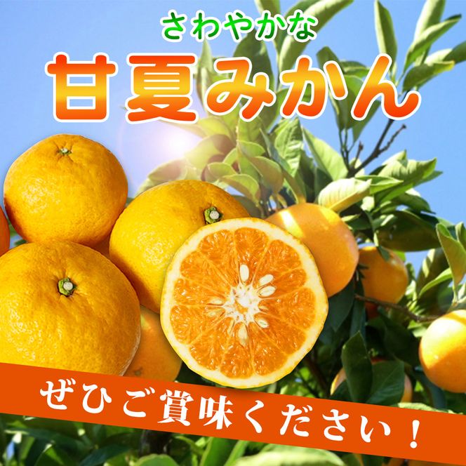 【ご家庭用訳あり】紀州有田産 すっきり爽やか 甘夏みかん 8kg  ※2027年3月中旬頃〜2027年3月下旬頃に順次発送予定 / 甘夏 あまなつ みかん ミカン 蜜柑 温州みかん 柑橘 フルーツ 果物 くだもの 和歌山【uot847】