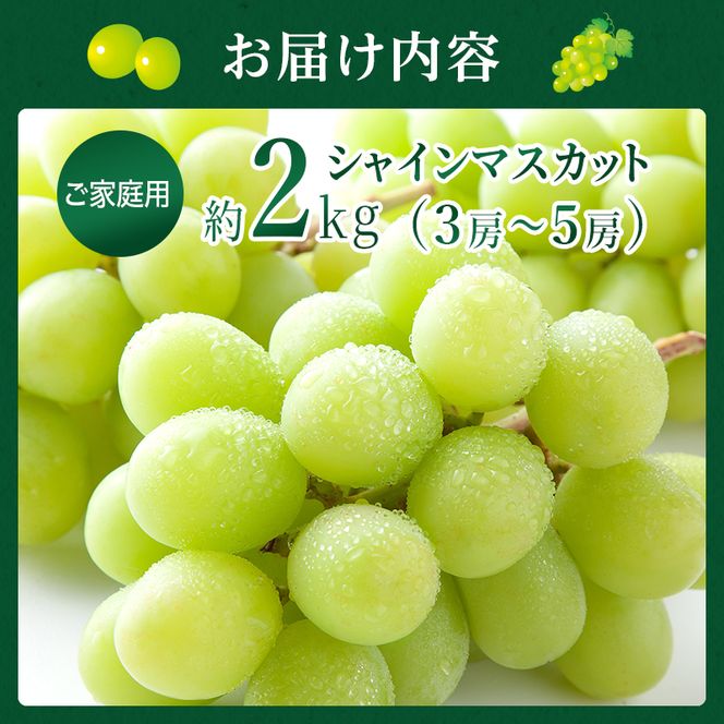 ぶどう 2026年 先行予約 ご家庭用 シャイン マスカット 約2kg 糖度抜群！ 【9月上旬～順次発送分】 ブドウ 葡萄  岡山県産 国産 フルーツ 果物 果物類 