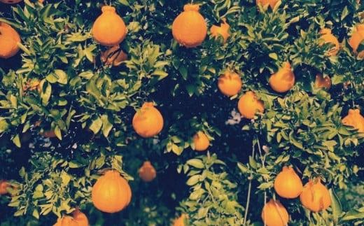 サイズ2L以上 ハウス不知火 3kg【2026年1月上旬から2月下旬に順次発送】 / 不知火 柑橘 みかん 蜜柑 ハウス 2L 3L【mok005A】