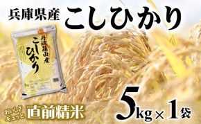 【７営業日以内発送】コシヒカリ 5kg 白米 令和７年産 【城口商店】米 お米 5kg 米5kg 兵庫県産 こしひかり コシヒカリ 令和7年産 R7年産 2025年産 精米