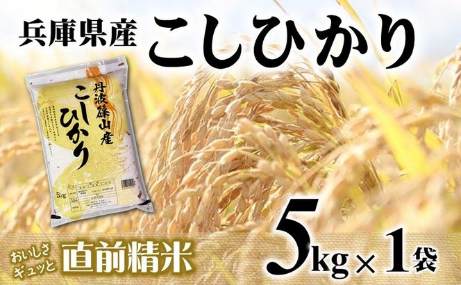 【７営業日以内発送】コシヒカリ 5kg 白米 令和７年産 【城口商店】米 お米 5kg 米5kg 兵庫県産 こしひかり コシヒカリ 令和7年産 R7年産 2025年産 精米