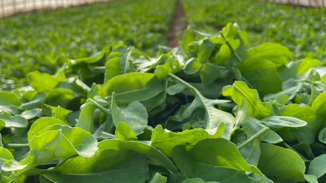 【 定期便 】全3回隔月でお届け！ 黒澤農園 の ベビーリーフサラダ （ 80g × 4パック ）ファミリーサイズ ベビーリーフ サラダ 生野菜 食べやすい 若葉 ファミリー 旬 新鮮 国産 彩り 頒布会 野菜 葉野菜 国産 直送 定期 [DS05-NT]