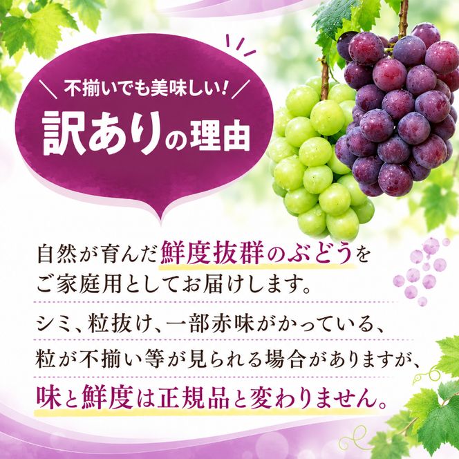 訳あり ぶどう ニューピオーネ 約2kg 3～4房 高梁市産 2027年 先行予約 化粧箱 葡萄 ブドウ ご家庭用 うめづぶどう園