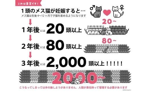 K012 飼い主のいない猫の不妊去勢手術支援～不幸な命を増やさないために～