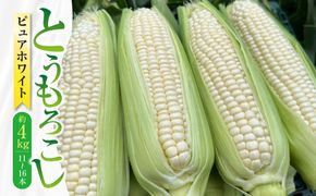 【先行受付】 とうもろこし ピュアホワイト 約4kg （11～16本） トウモロコシ 白いとうもろこし 白いスイートコーン コーン 野菜 【2026年6月上旬から6月下旬発送予定】