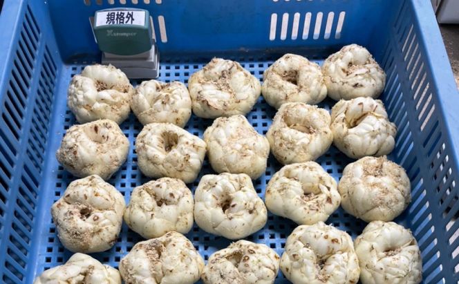 【規格外】十勝幕別 忠類ゆり根 1kg（M～2L）6～10玉［JA忠類］9月～3月発送限定【 北海道 幕別町 忠類 十勝 高級食材 お正月 料理 訳あり 】 野菜 ゆりね 北海道産 ワケあり